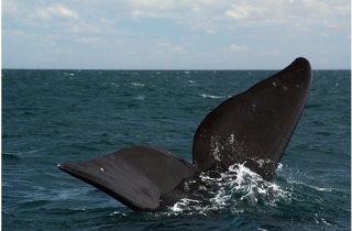 Visita guiada para ver a las ballenas